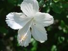 Hibisco Branco